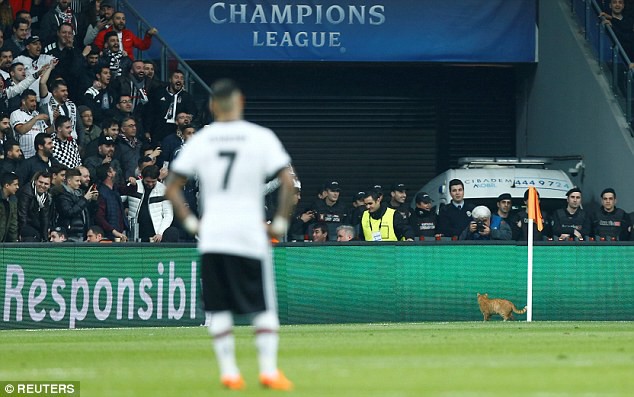 Cầu thủ xuất sắc nhất trận Besiktas - Bayern Munich là một chú... mèo? - Ảnh 1.