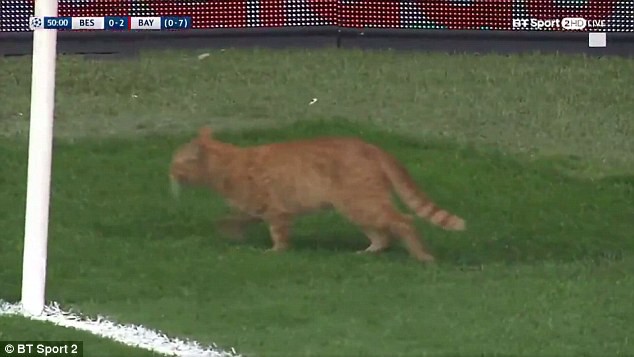 Cầu thủ xuất sắc nhất trận Besiktas - Bayern Munich là một chú... mèo? - Ảnh 2.