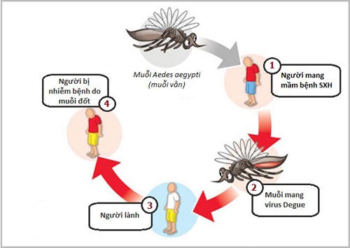 Sốt xuất huyết Dengue - Những kiến thức không thể bỏ qua - Ảnh 1. Sốt xuất huyết Dengue - Những kiến thức không thể bỏ qua - Ảnh 1.