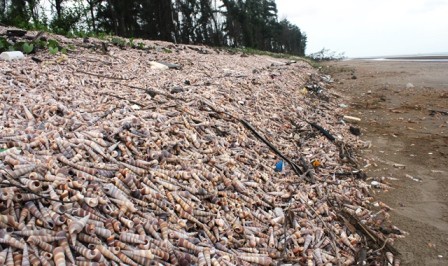 Độc đ&aacute;o đ&ecirc; chắn s&oacute;ng bằng h&agrave;ng chục ngh&igrave;n con ốc - Ảnh 3.