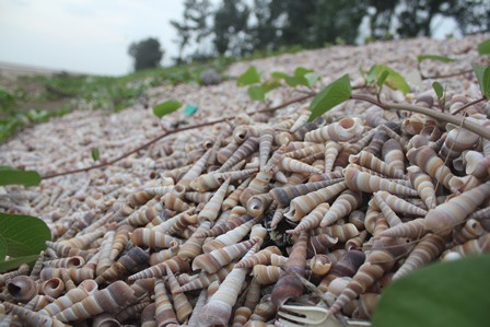 Độc đ&aacute;o đ&ecirc; chắn s&oacute;ng bằng h&agrave;ng chục ngh&igrave;n con ốc - Ảnh 2.