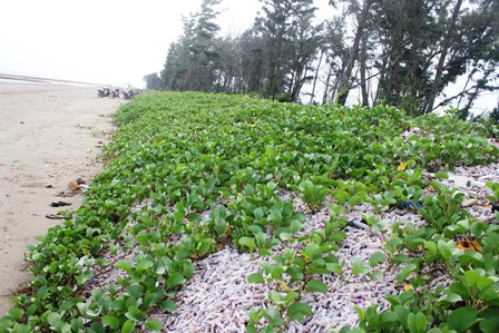 Độc đ&aacute;o đ&ecirc; chắn s&oacute;ng bằng h&agrave;ng chục ngh&igrave;n con ốc - Ảnh 5.