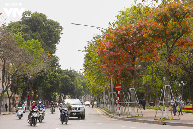 Hà Nội - Có một mùa thay lá cực tình - Ảnh 8.