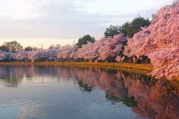 Hoa anh đào bừng nở bên hồ ở trung tâm Washington, Mỹ - Ảnh 2.