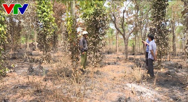 Đắk Lắk: Điều tra làm rõ vụ kẻ gian phóng hỏa đốt cháy 500 trụ tiêu của một hộ dân - Ảnh 1.