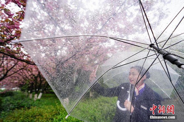 Ngắm hòn đảo hoa anh đào ngoài đời thực “đẹp lịm tim” - Ảnh 4.