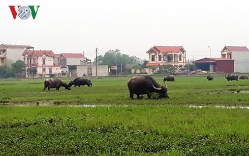 Thanh Hóa: Yêu cầu trả lại phí đồng cỏ cho người dân - Ảnh 1.