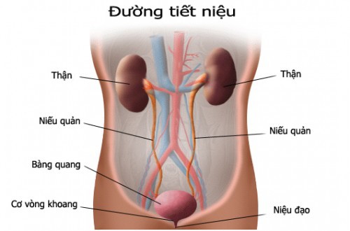 Làm gì để đương đầu với ung thư đường tiết niệu? - Ảnh 1.