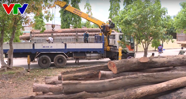 Truy quét các đối tượng khai thác gỗ trái phép với quy mô lớn tại Vườn Quốc gia Yók Đôn - Ảnh 3.