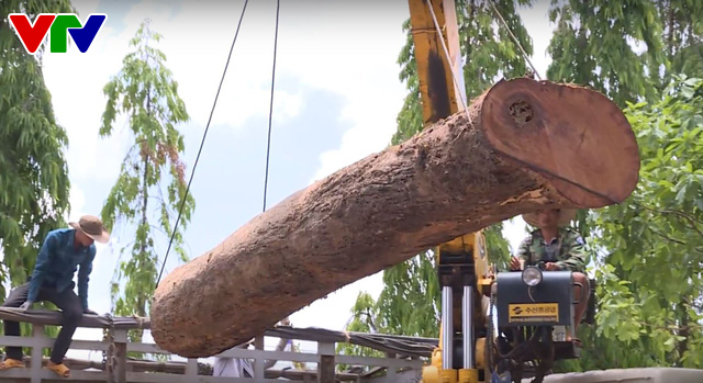 Truy quét các đối tượng khai thác gỗ trái phép với quy mô lớn tại Vườn Quốc gia Yók Đôn - Ảnh 4.