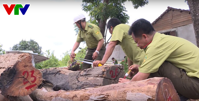 Truy quét các đối tượng khai thác gỗ trái phép với quy mô lớn tại Vườn Quốc gia Yók Đôn - Ảnh 5.