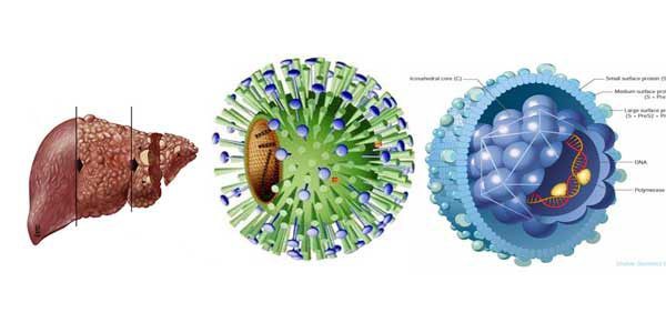 Gần 70% ca ung thư gan có nhiễm virus viêm gan B - Ảnh 1.