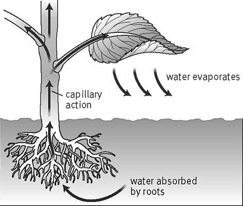 Tại sao cây cối lại bị “héo rũ xuống” khi thiếu nước? - Ảnh 3.