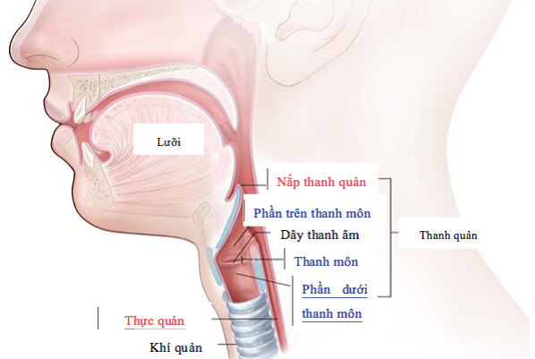 Nhận biết sớm ung thư thanh quản - Ảnh 1.