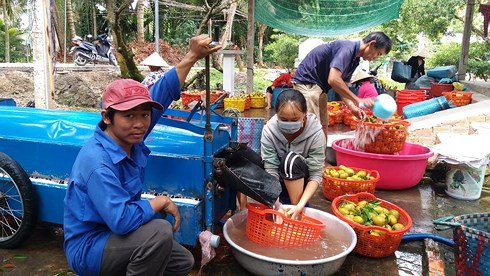 Nông dân chế tạo thành công máy rửa quả hồng xiêm - Ảnh 1.