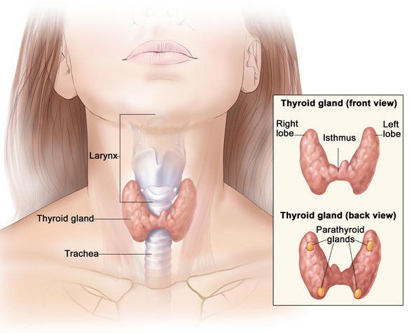 Độ tuổi nào dễ mắc ung thư tuyến giáp? - Ảnh 1.