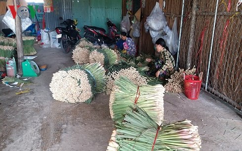 Cây sả ở vùng cù lao Tiền Giang “trồng chơi, ăn thật” - Ảnh 2.