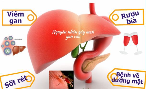 Men gan cao và những điều bạn chưa biết - Ảnh 1.