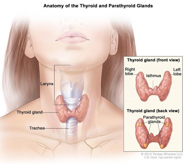 Nữ giới có nguy cơ mắc ung thư tuyến giáp gấp 3 lần nam giới - Ảnh 1.