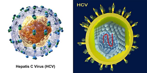 Viêm gan C: Tăng nguy cơ mắc ung thư gan và các bệnh ung thư khác - Ảnh 2.