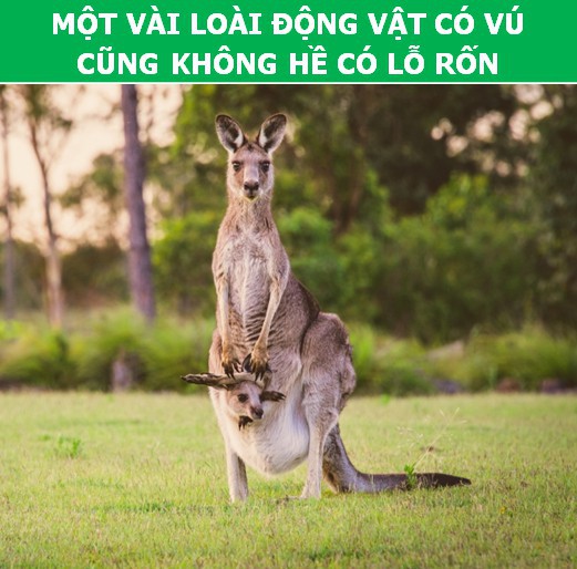 Bất ngờ trước những sự thật khoa học về… chiếc rốn - Ảnh 2.