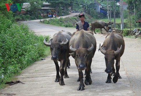 Nuôi trâu thịt giúp xóa đói giảm nghèo ở vùng cao Quảng Ngãi - Ảnh 2.