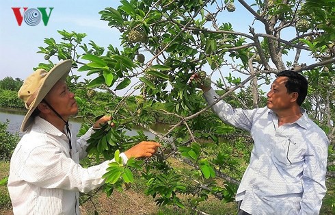 Trồng mãng cầu ta dưới tán rừng phòng hộ cho thu nhập cả chục triệu - Ảnh 1.