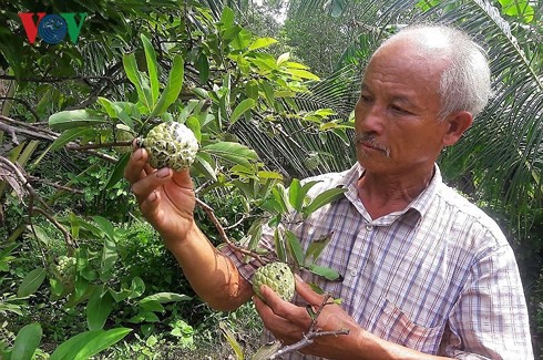 Trồng mãng cầu ta dưới tán rừng phòng hộ cho thu nhập cả chục triệu - Ảnh 3.