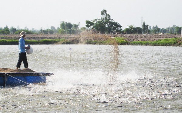 Xây dựng liên kết sản xuất giống cá tra 3 cấp chất lượng cao vùng ĐBSCL - Ảnh 1.