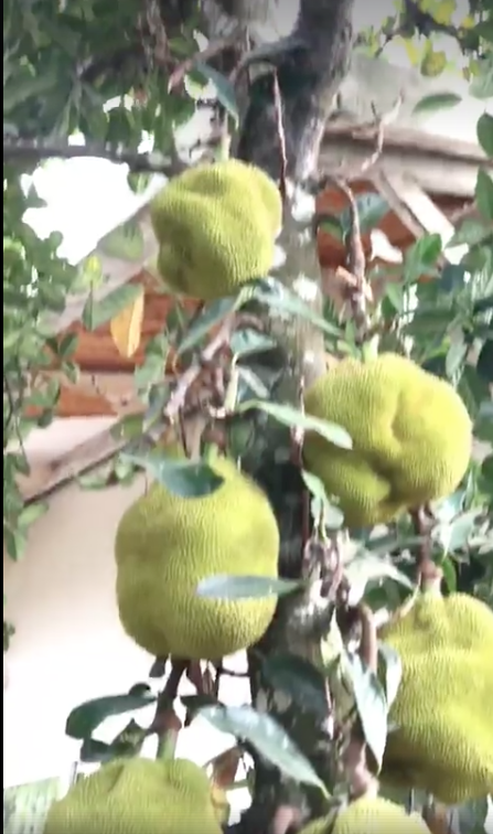 Hé lộ biệt thự nhà vườn bình yên sau bao trầm luân của “Người đẹp Tây Đô” - Ảnh 24.