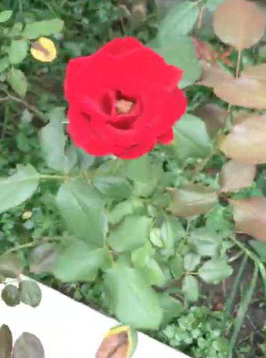 Hé lộ biệt thự nhà vườn bình yên sau bao trầm luân của “Người đẹp Tây Đô” - Ảnh 36.