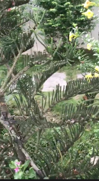 Hé lộ biệt thự nhà vườn bình yên sau bao trầm luân của “Người đẹp Tây Đô” - Ảnh 38.