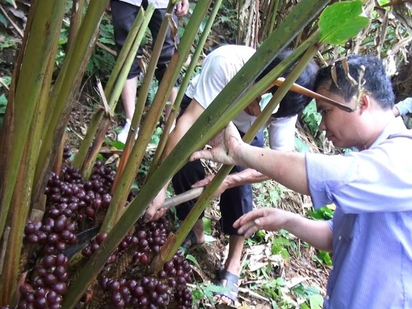 Vị Xuyên vào mùa thu hoạch thảo quả - Ảnh 1.