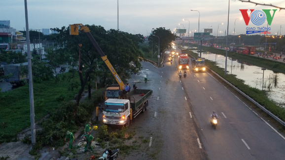 Hàng loạt cây xanh trên Quốc lộ 1 (TP.HCM) ngã đổ trong mưa - Ảnh 1.