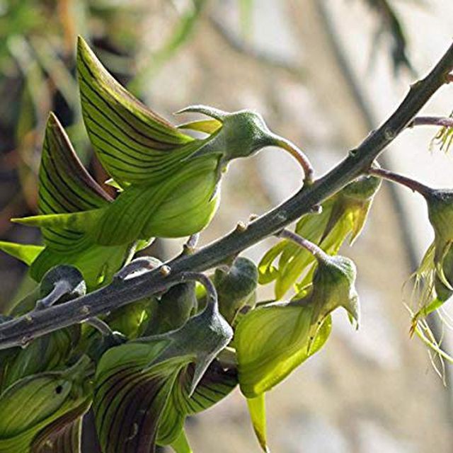 Loài hoa kỳ lạ có hình dáng y hệt chú chim thu hút hàng chục ngàn lượt tương tác - Ảnh 11.