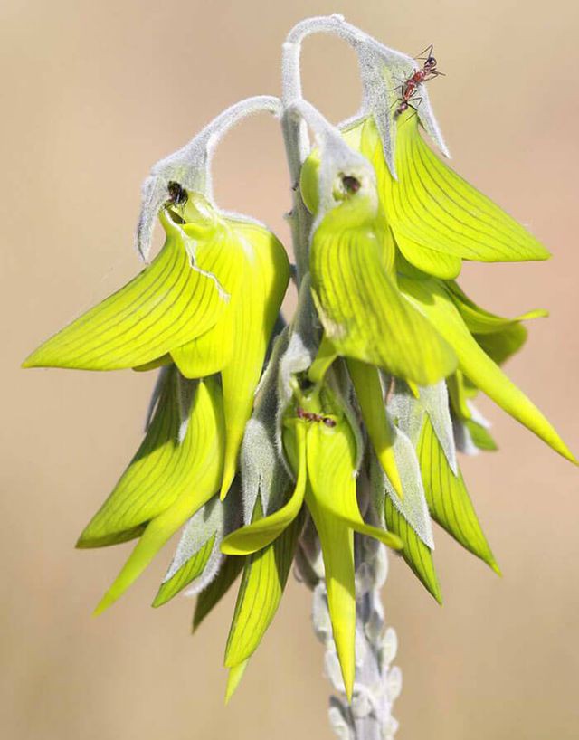 Loài hoa kỳ lạ có hình dáng y hệt chú chim thu hút hàng chục ngàn lượt tương tác - Ảnh 7.