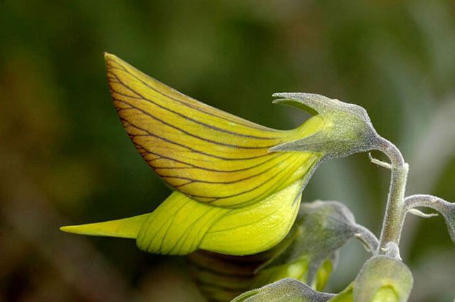 Loài hoa kỳ lạ có hình dáng y hệt chú chim thu hút hàng chục ngàn lượt tương tác - Ảnh 10.