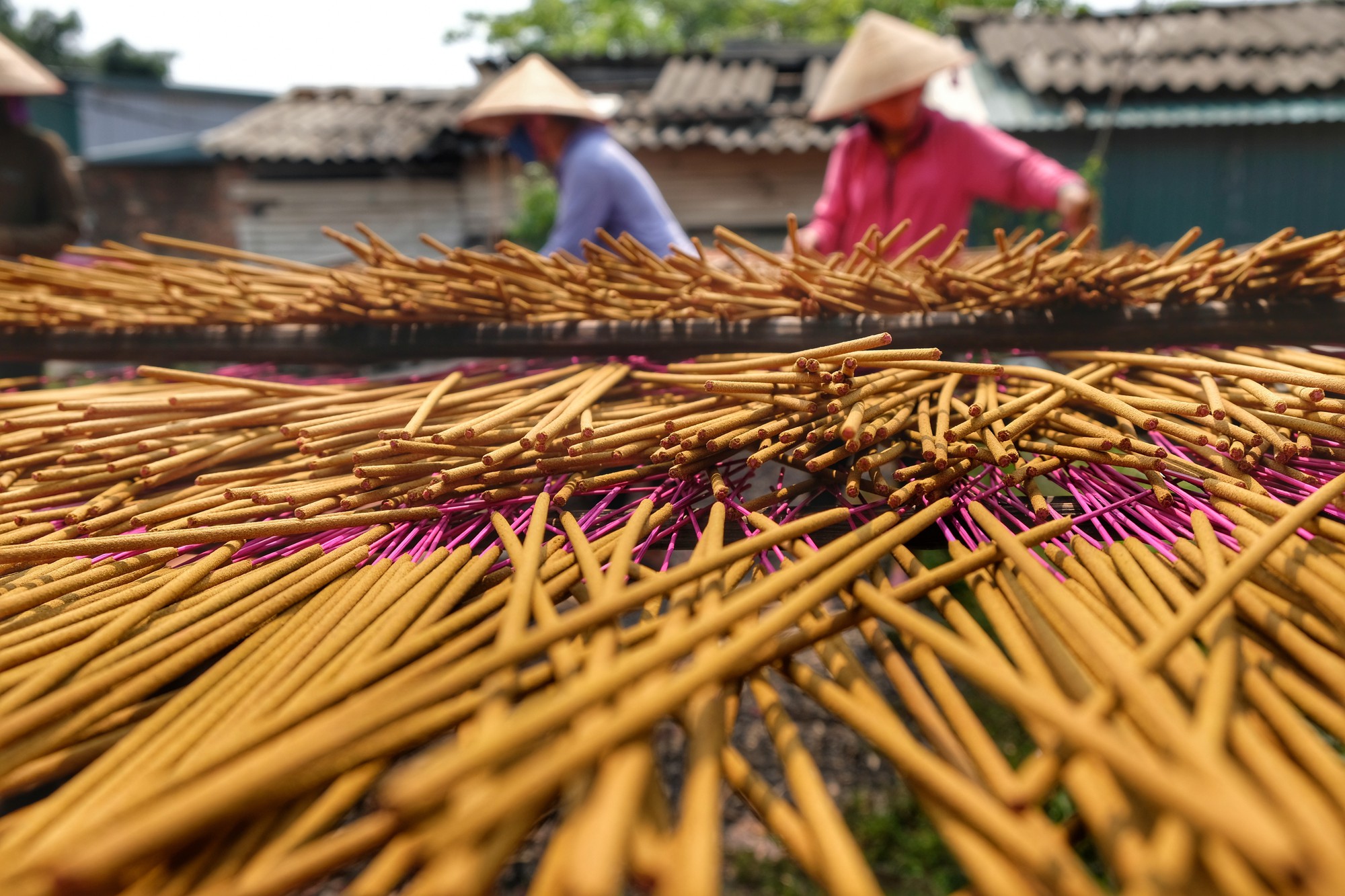 Về làng tăm hương Quảng Phú Cầu ngắm những đóa hoa đỏ rực dưới nắng thu - Ảnh 3.