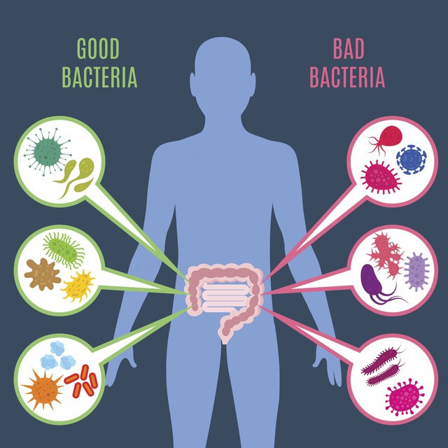 Vai trò của hệ vi sinh đường ruột đối với giấc ngủ của con người - Ảnh 1.
