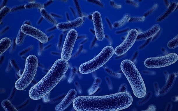 Lợi ích của bào tử lợi khuẩn Bacillus với người viêm đại tràng - Ảnh 1.