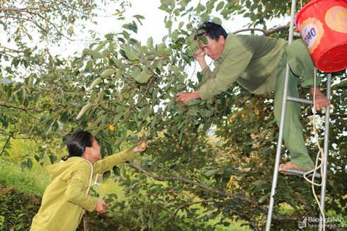 Nghệ An: Mất trắng mùa hồng - Ảnh 1. Nghệ An: Mất trắng mùa hồng - Ảnh 1.
