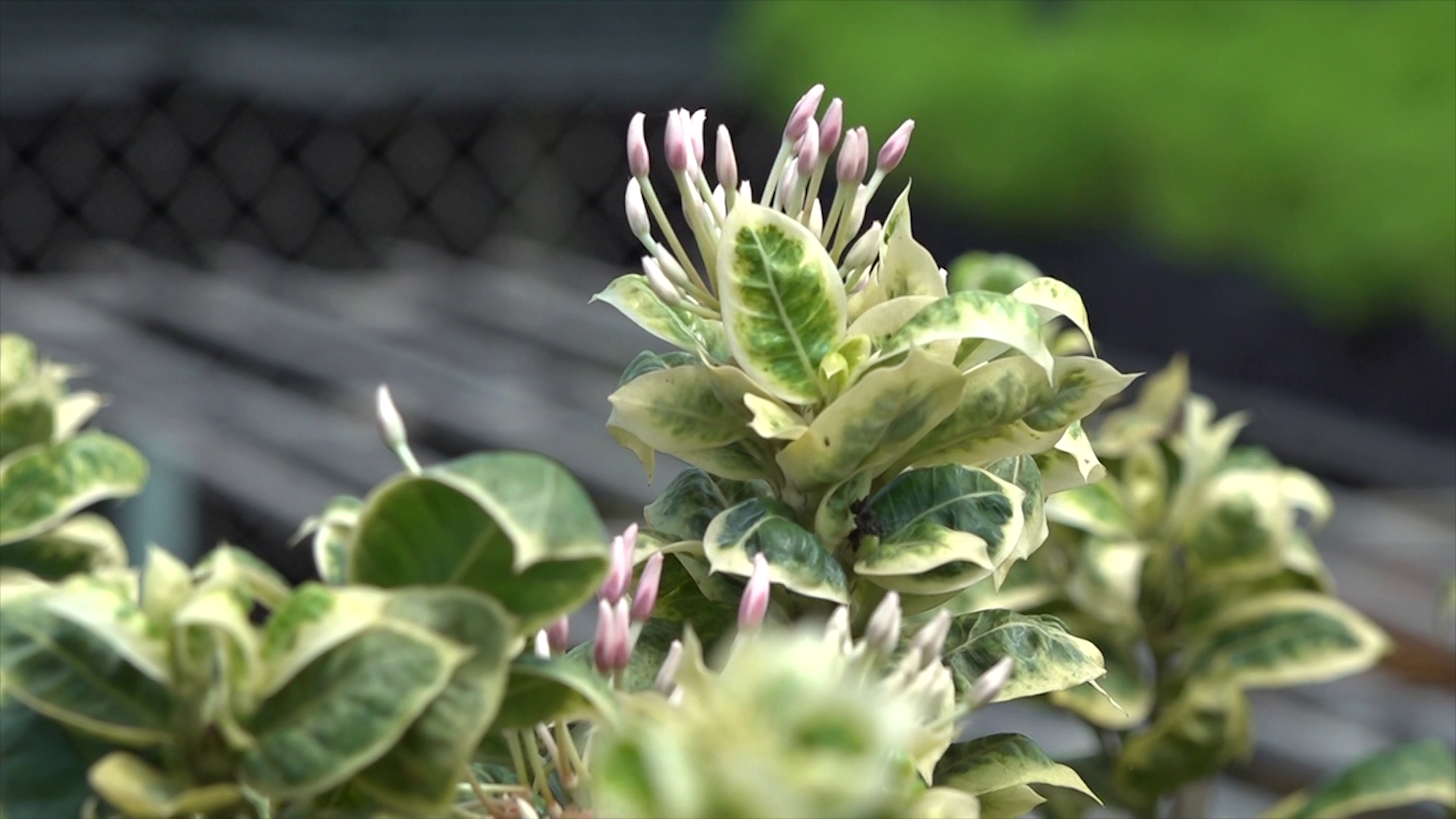 Hoa trang cẩm thạch gi&aacute; cao vẫn h&uacute;t h&agrave;ng - Ảnh 3.