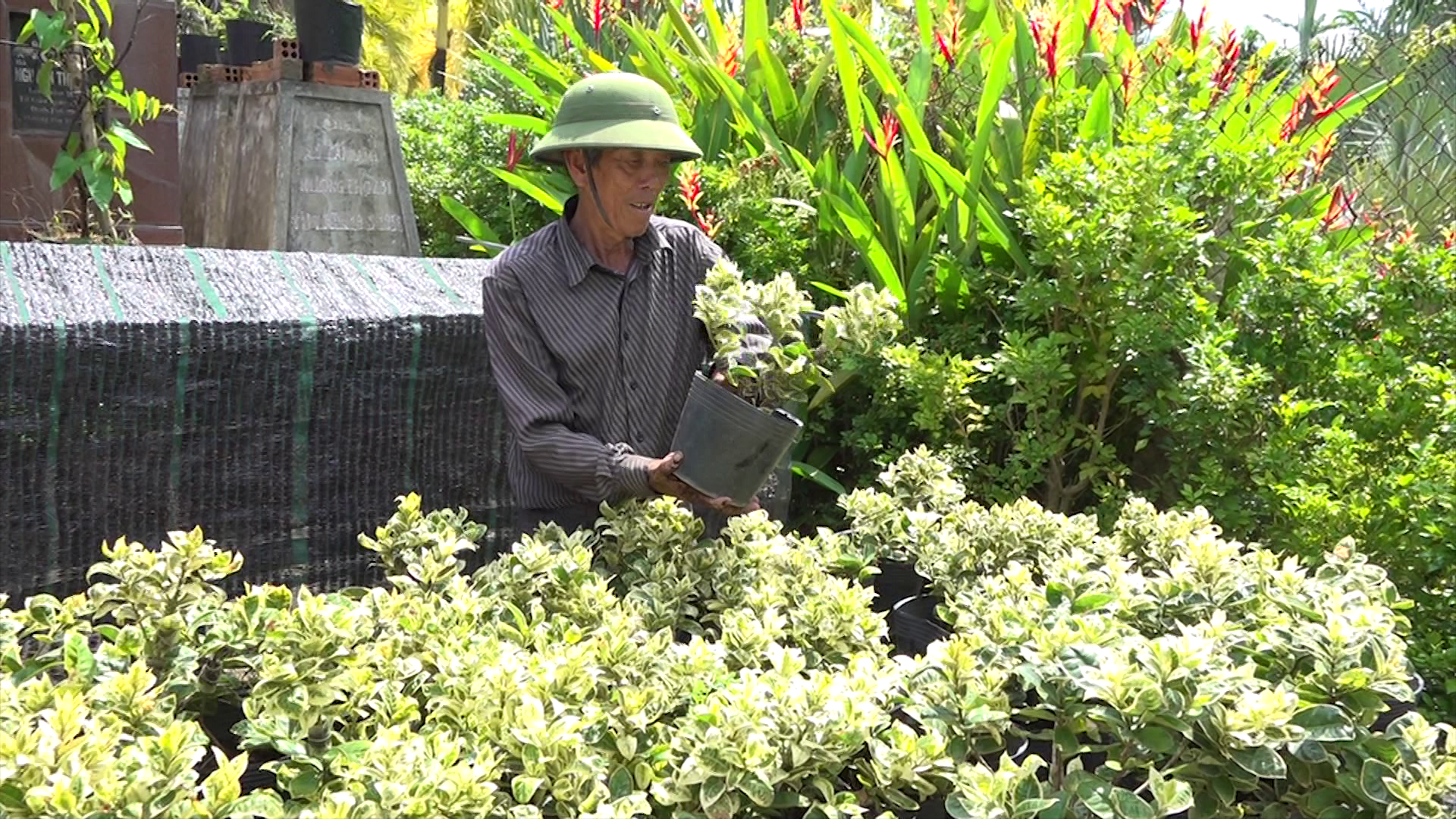 Hoa trang cẩm thạch gi&aacute; cao vẫn h&uacute;t h&agrave;ng - Ảnh 2.