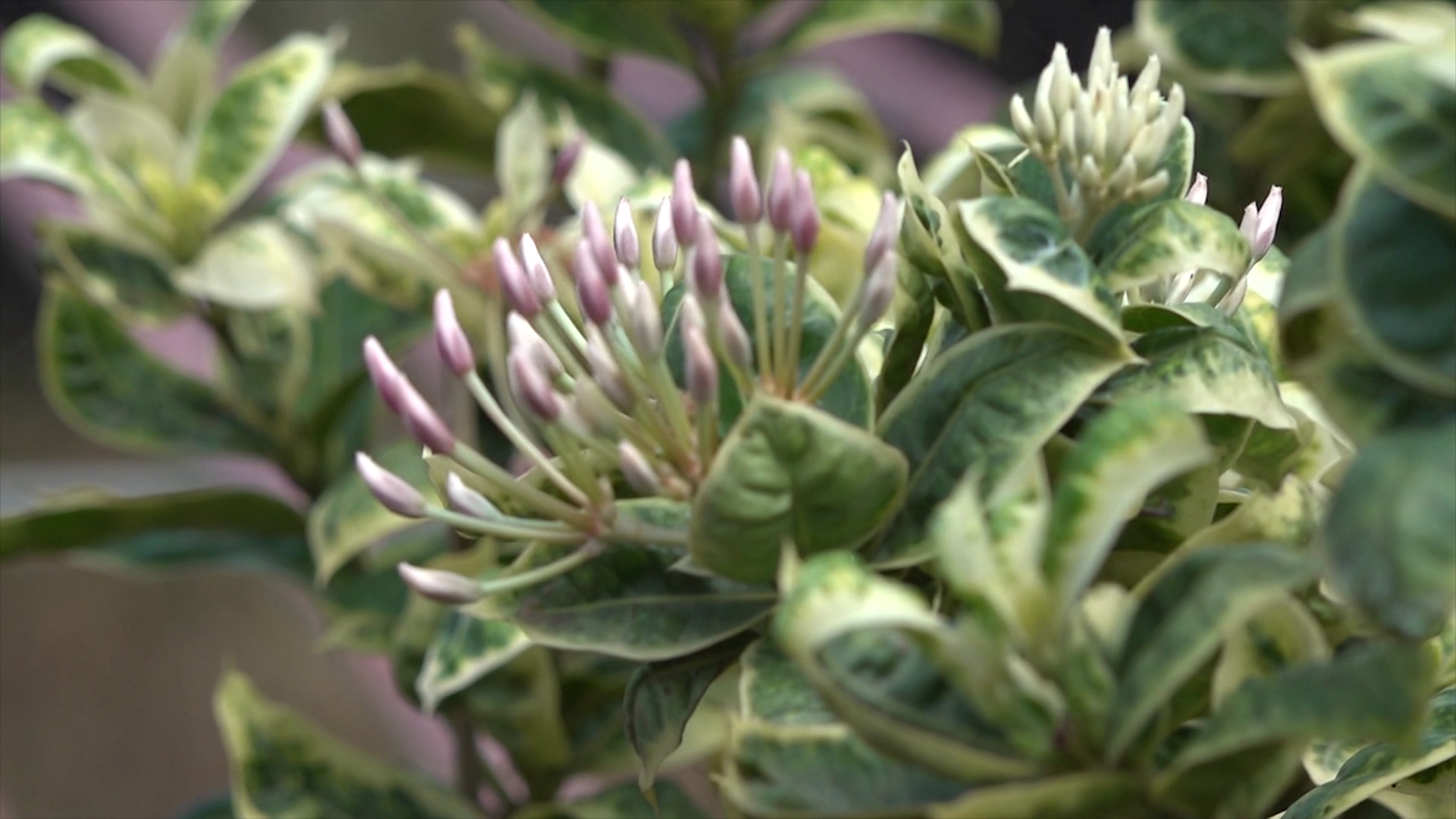 Hoa trang cẩm thạch gi&aacute; cao vẫn h&uacute;t h&agrave;ng - Ảnh 1.