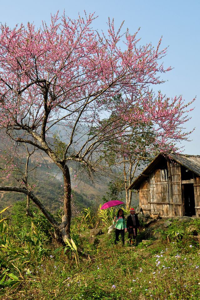Tháng giêng lên Tây Bắc ngắm đào núi khoe sắc - Ảnh 4.