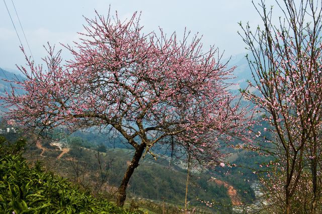 Tháng giêng lên Tây Bắc ngắm đào núi khoe sắc - Ảnh 5.
