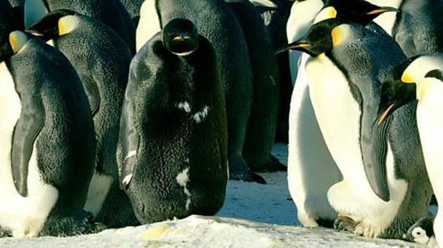 Phát hiện chim cánh cụt hoàng đế đen tuyền cực hiếm - Ảnh 1.