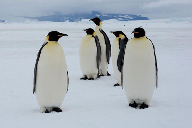 Phát hiện chim cánh cụt hoàng đế đen tuyền cực hiếm - Ảnh 2.