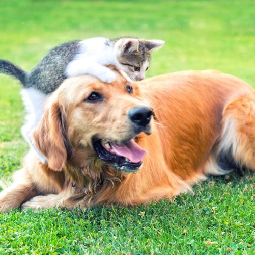 Những căn bệnh nguy hiểm có thể lây từ thú cưng - Ảnh 6. Những căn bệnh nguy hiểm có thể lây từ thú cưng - Ảnh 6.