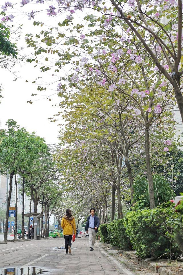 Hoa ban nở rộ khoe sắc trắng tinh khôi giữa trời Hà Nội - Ảnh 2. Hoa ban nở rộ khoe sắc trắng tinh khôi giữa trời Hà Nội - Ảnh 2.